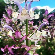 Keeping Fragrance